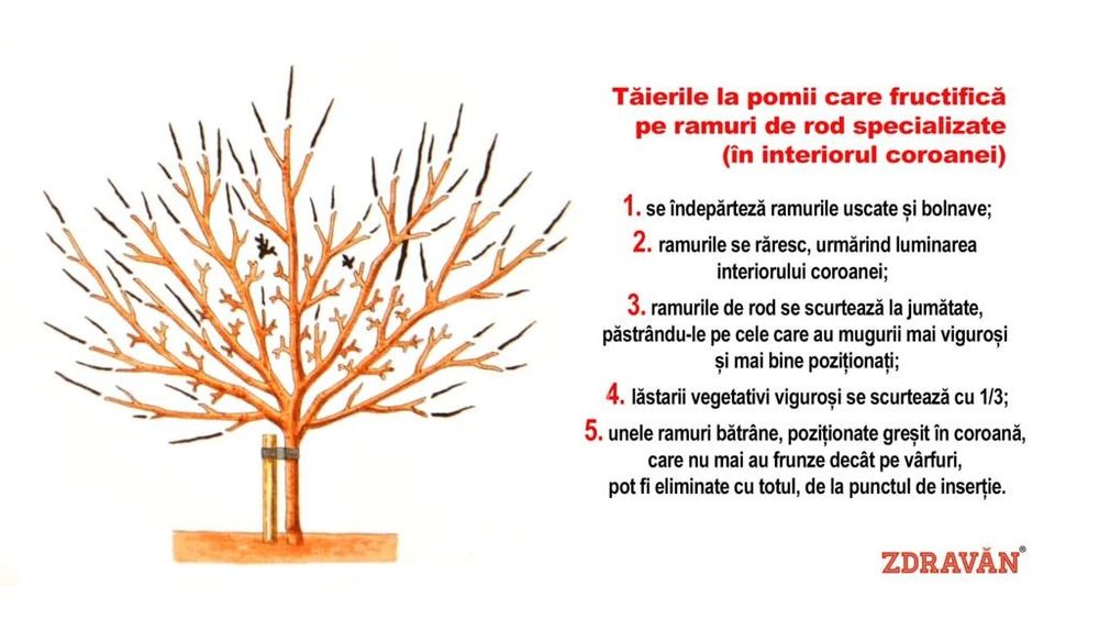 Toaletare taiere curatare formare fructificare pomi fructiferi ,copaci