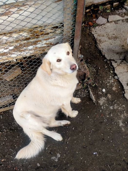 Собачка ищет дом