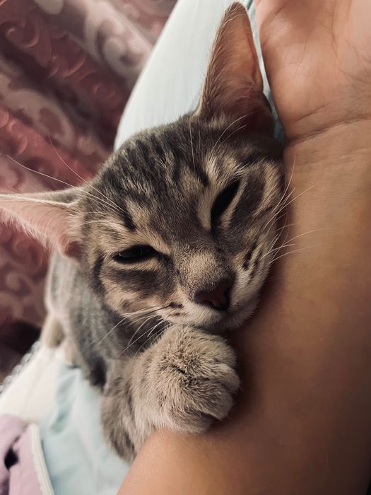 Отдам кошку в добрые руки