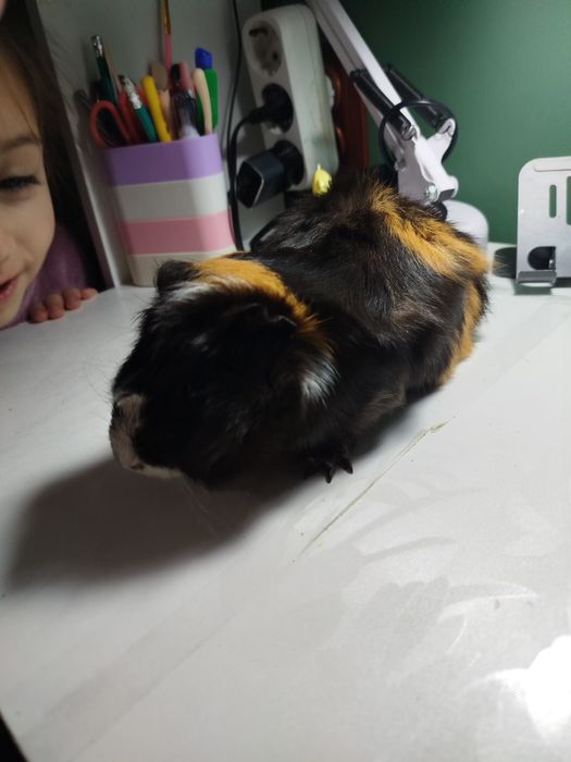 Продаются морские свинки