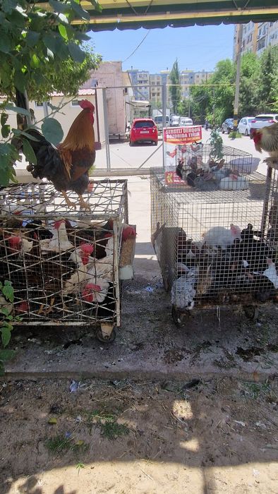 Sergili dehqon bozorida parrandalar sotiladi