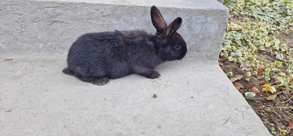 Quyon (қуён, кролик) bolalari