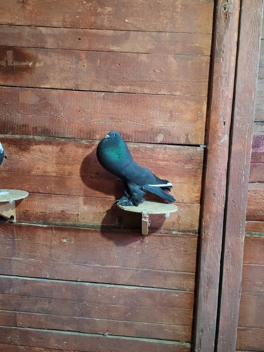 Porumbei diferite rase