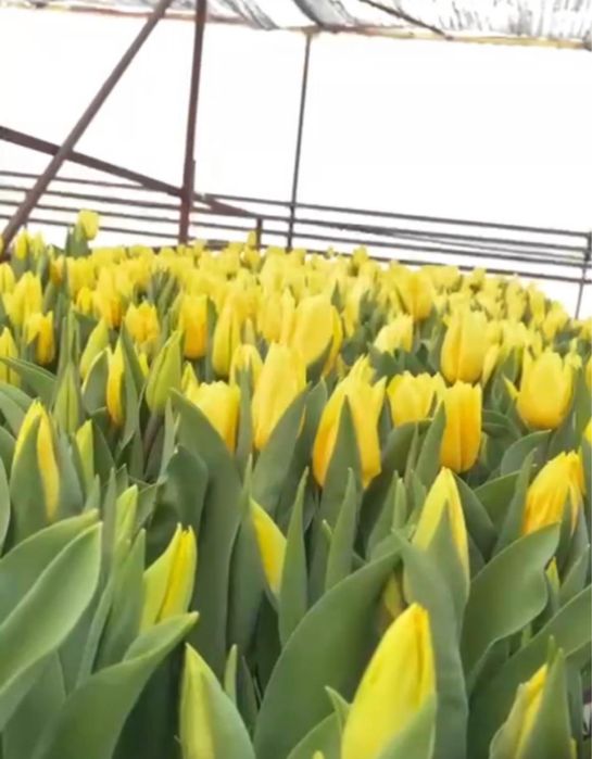 Тюльпаны оптом и в розницу.оптом тюльпаны.оптом голландские тюльпаны