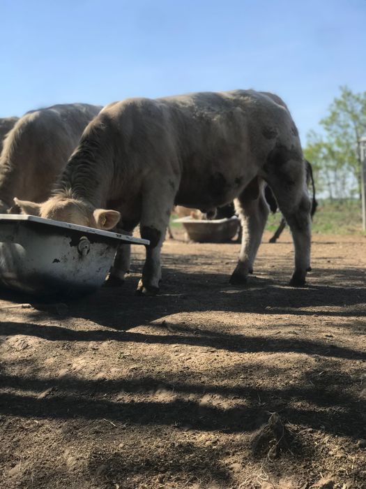 Taur cahrolaise
