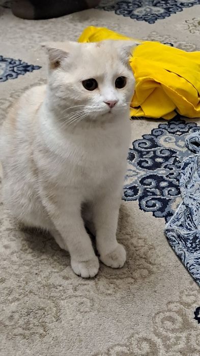 Skotish fold кошка