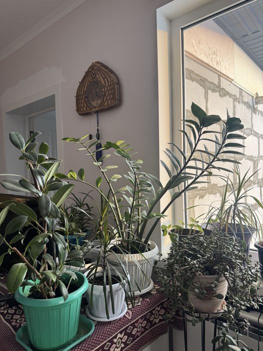 Продаю Комнатные Цветы