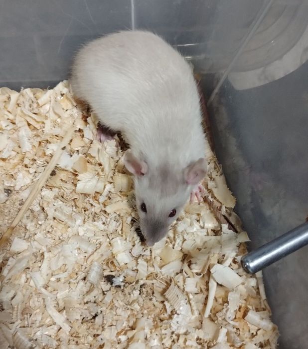 Плъхчета дъмбо, за домашни любимци.