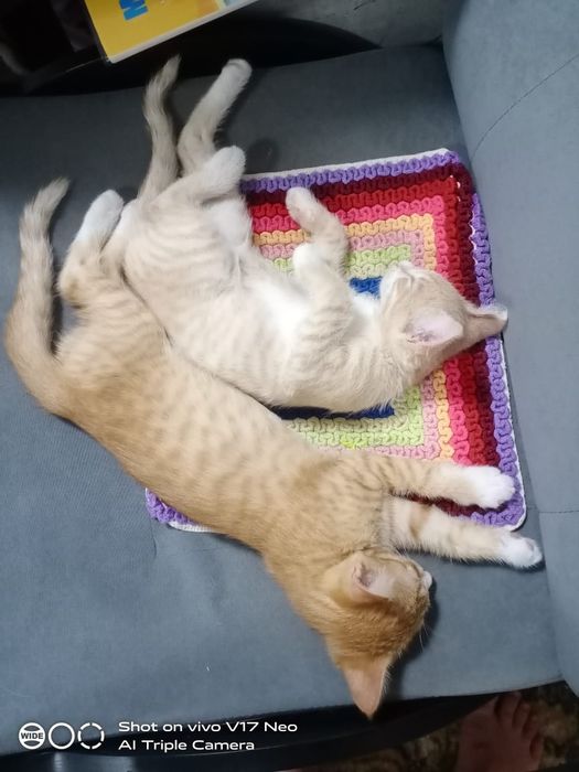 Котята добрые...