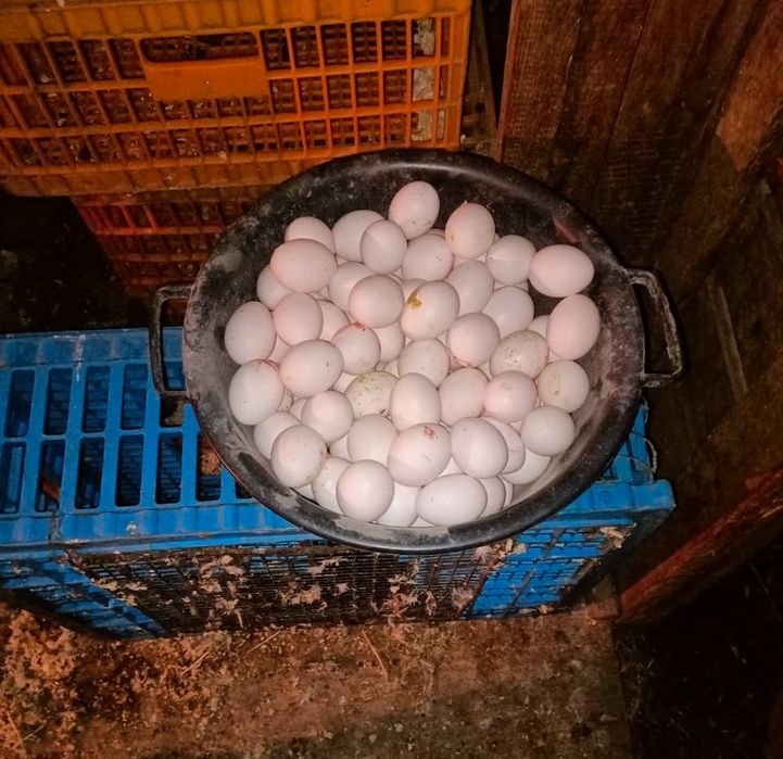 Продам кур несушек домашних