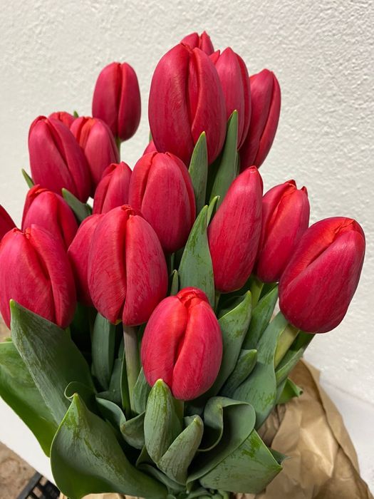 Тюльпаны оптом и в розницу