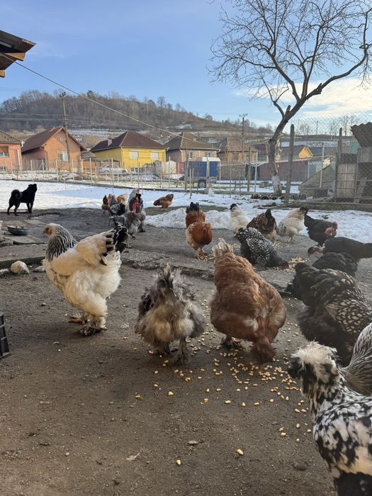 Oua incubat de la gainile din imagini