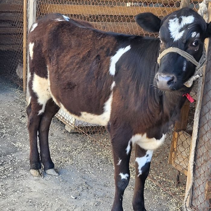 Семиз кашар кашар