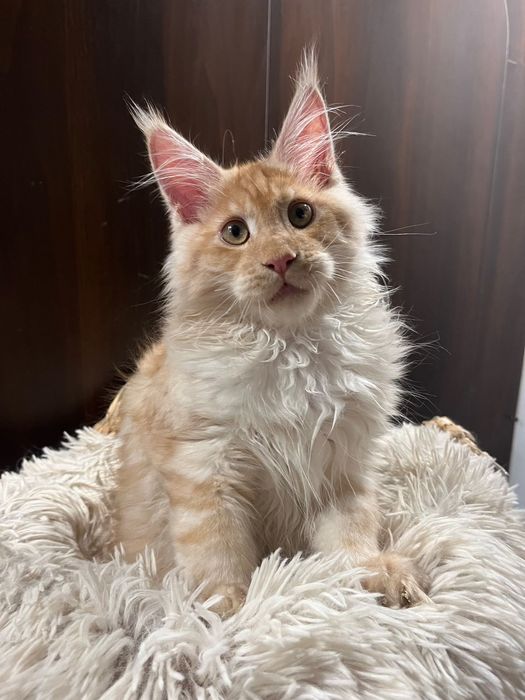 Baietel Maine Coon PEDIGREE Felisa