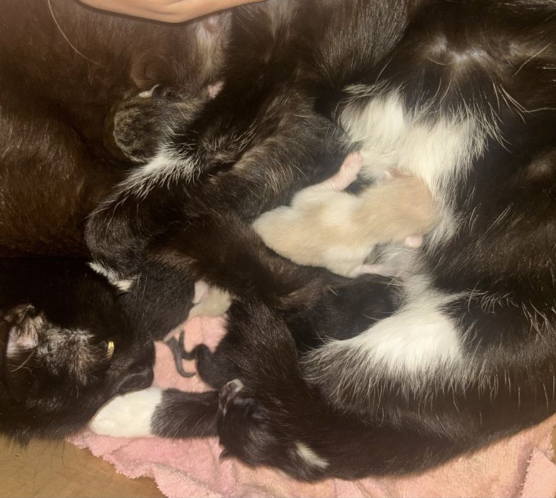 Новорожденные котята