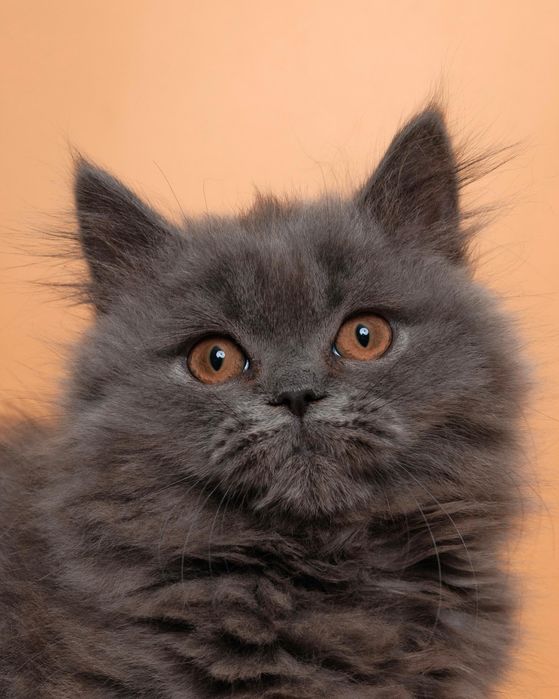 Длиношерстный британский котенок