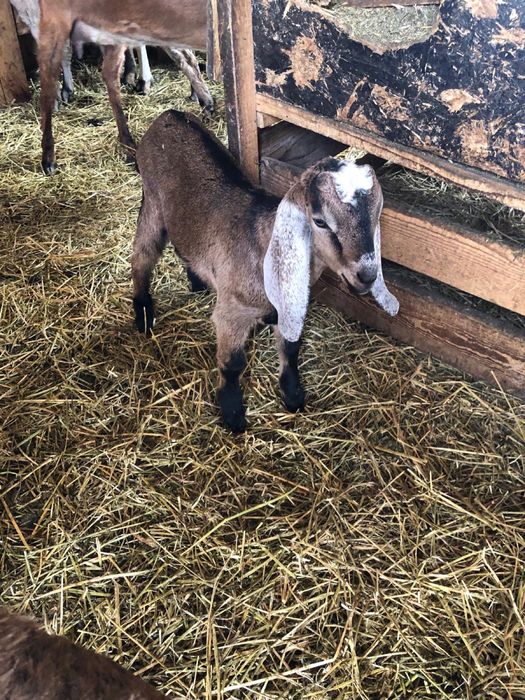 Iezi  Anglo -nubieni ,