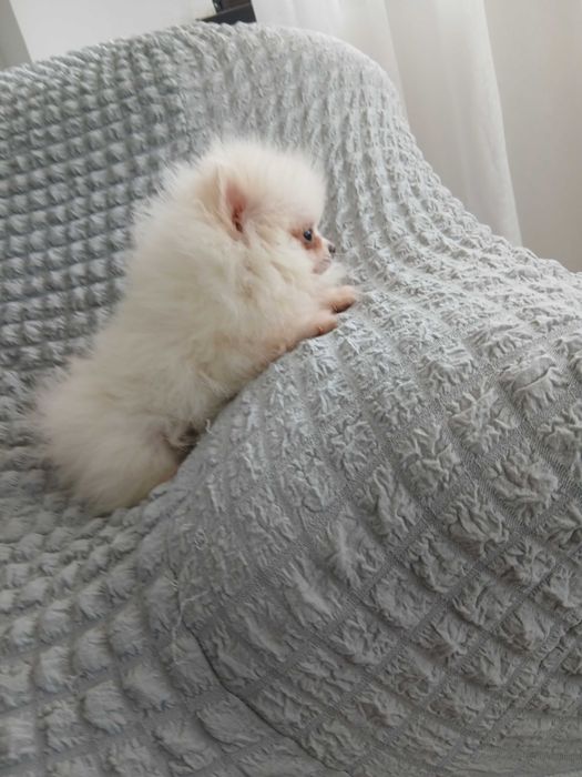 Puiut pomeranian