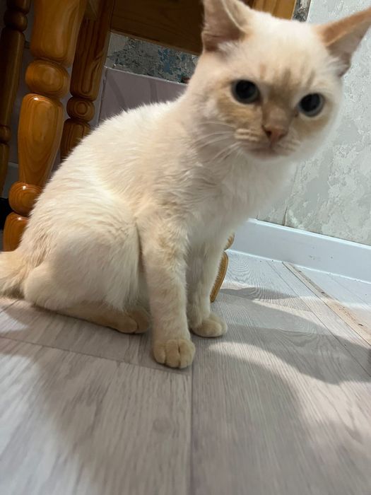 Отдам кота в добрые руки