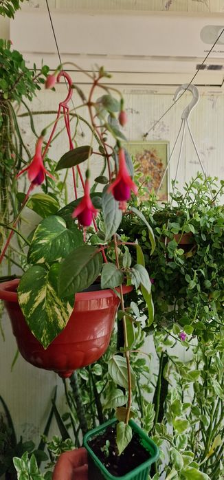 Комнатные растения.