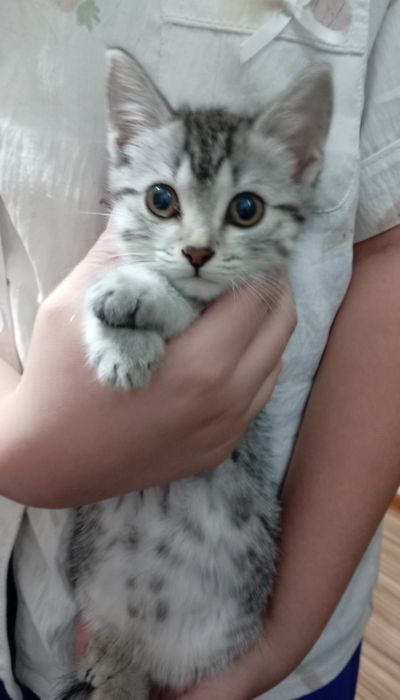 Отдам котёнка бесплатно