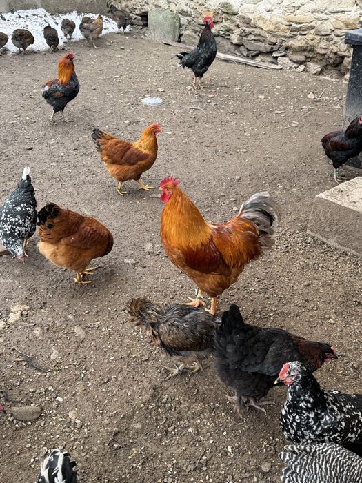 New Hampshire familie 1+5