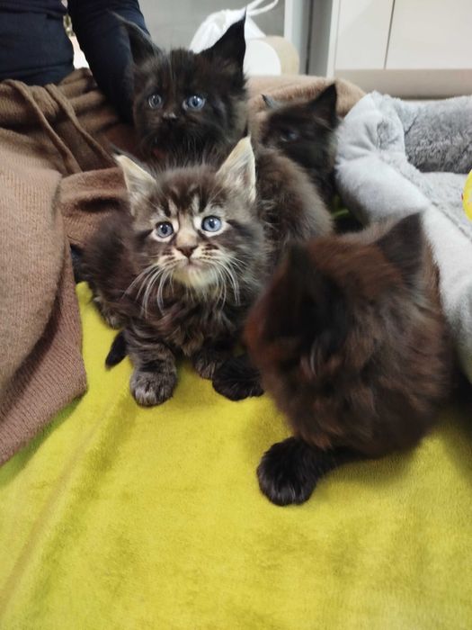 Малки котенца -Мейн Куун