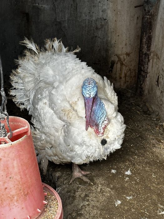 Продаются индюки Биг 6, живой вес, от 12 кг индюшки, индюки от 20 кг