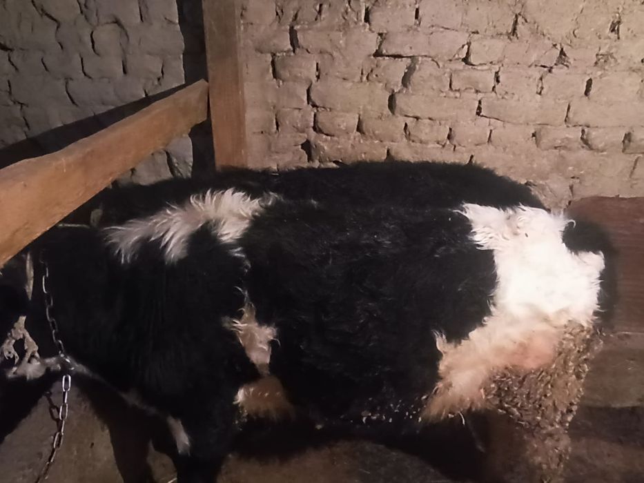 Срочно продам Бычков толстые упитанные