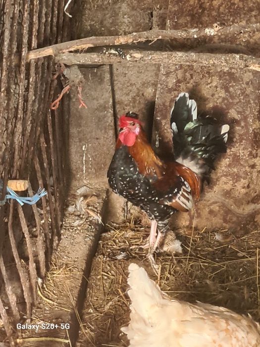 Cocos Rasa Bantam Mille Fleur