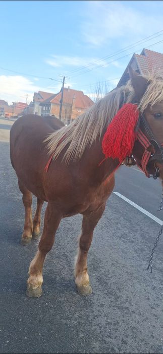 vînd mnza de un an si 2 luni