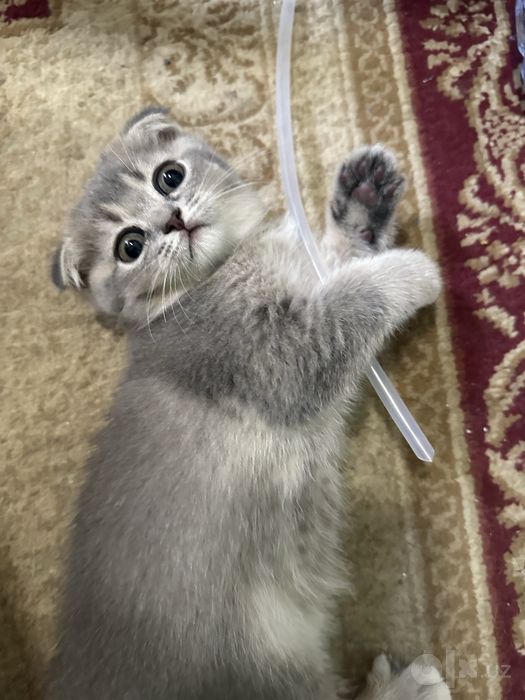 Продаются чистопородные котята Скоттиш-фолд и Скоттиш-страйт.