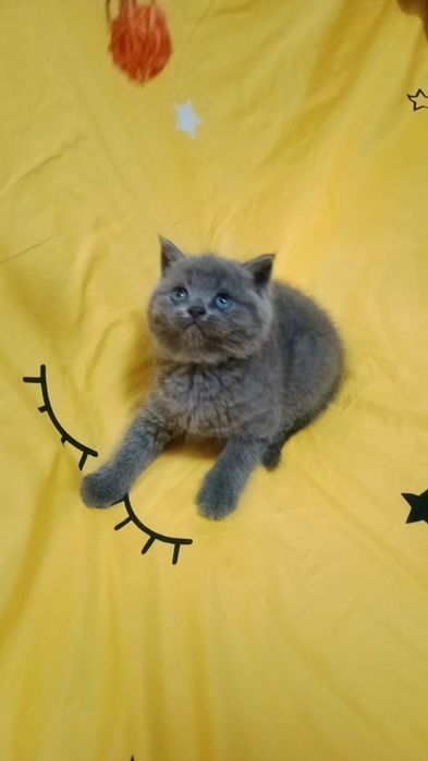 КоТики и КоШечКи  британские