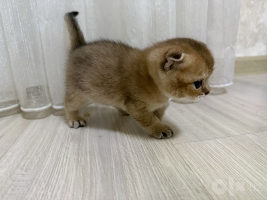 Shotlanskiy vislouxiy kotyonki