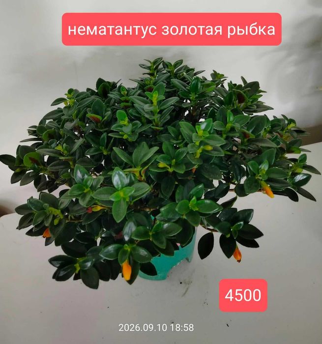 Комнатные растения.