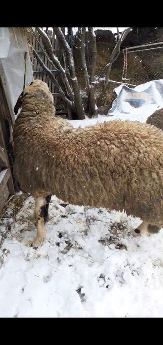 Vand berbec vârstă 1 an jumate