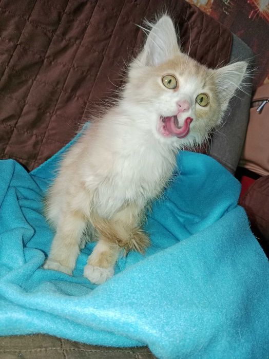 Отдам котенка мальчик