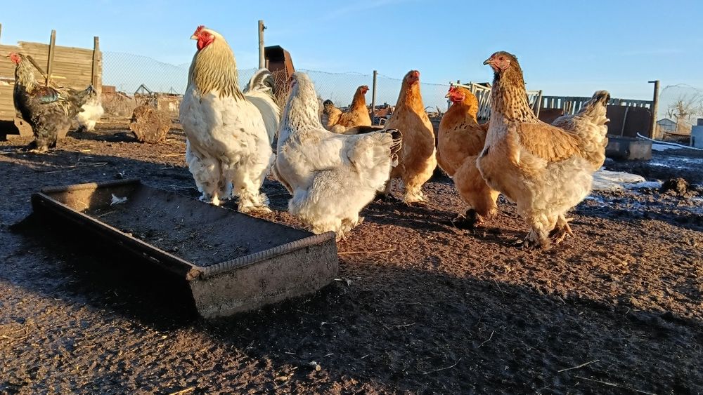 Инкубационные яйца Брама