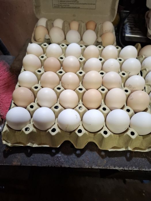 Oua si pui de susex si italieni