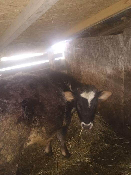 Vând vițea belgiana