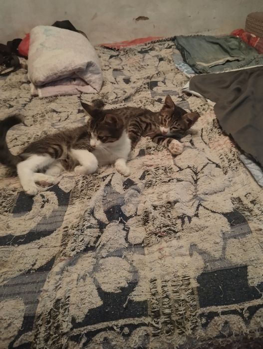 Отдам котят мальчики