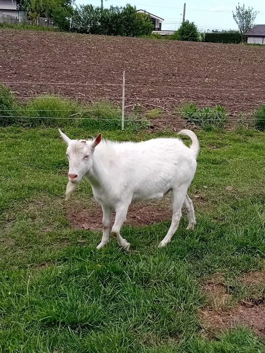 Vând țap sannen de un an
