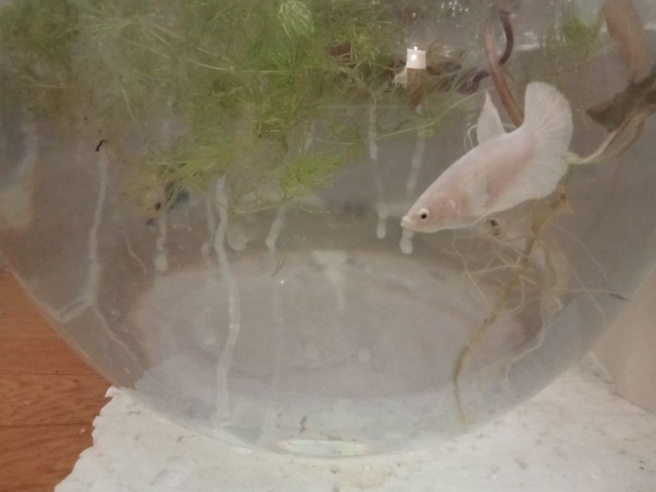 Продам петушков разных рыб