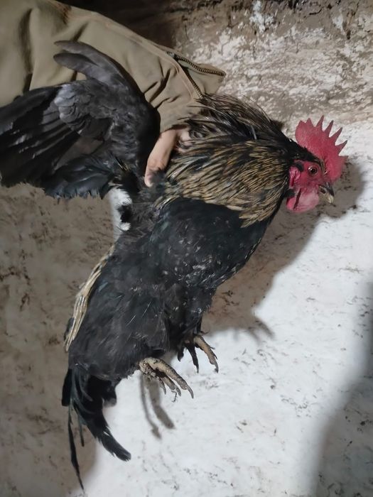 Продам петухов породы Адлер