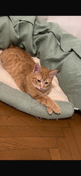 2 motanei spre adoptie