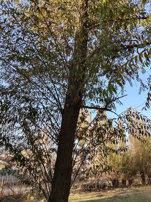 Талдар сатылады.