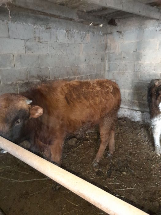 Екі бас бычок сатылады