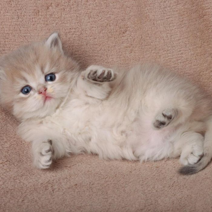 Хайленд страйтлар сотилади