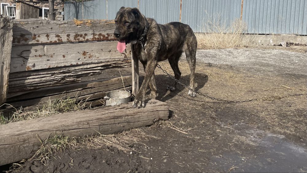 Продается Алабай