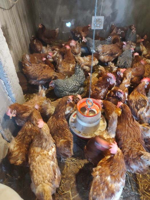 Vând găini ouătoare și ouă